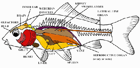 Internal Anatomy